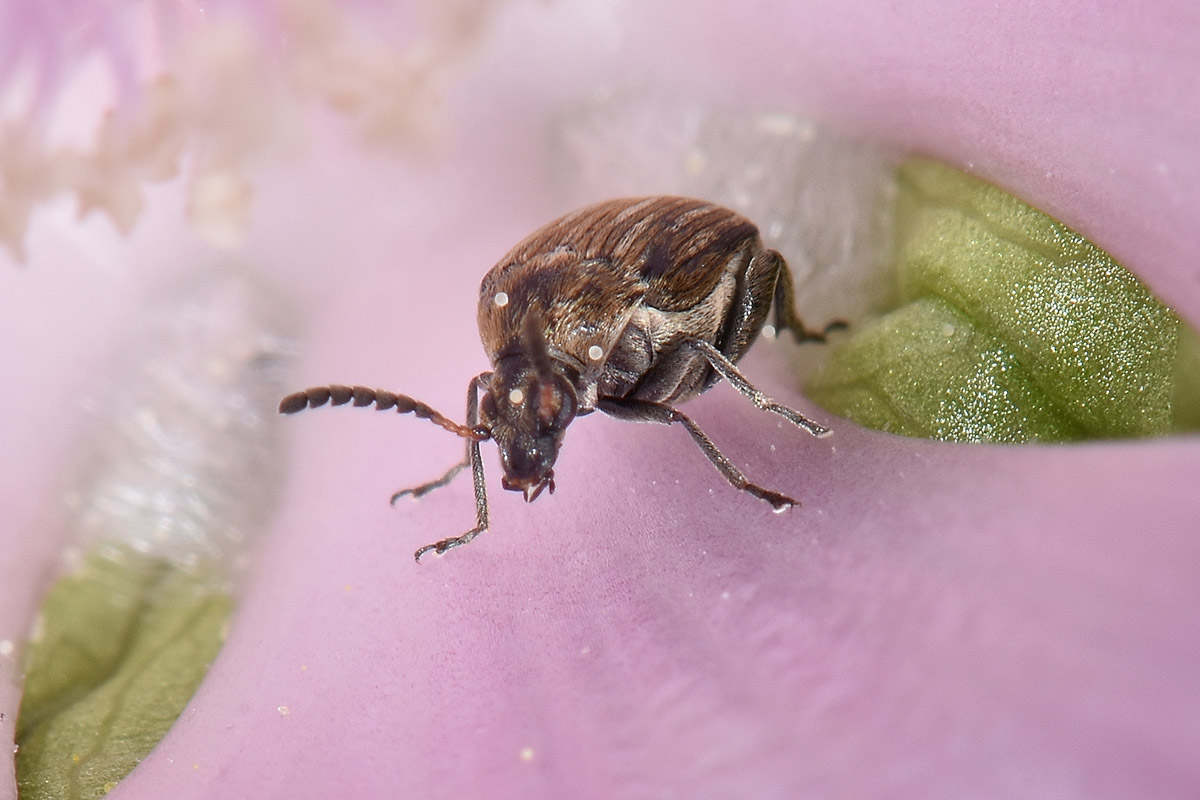 Chrysomelidae Bruchinae: Acanthoscelides sp? No, Bruchidius lineatus